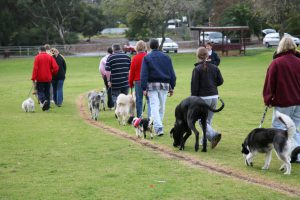 All breeds obedience training class on a sunday morning in winter