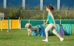 Dog and handler working together in agility competition, poodle coming out of tunnel.
