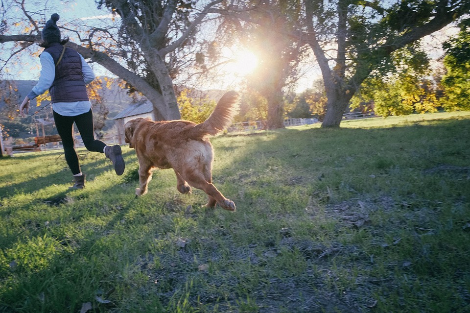 Hundar och hälsa