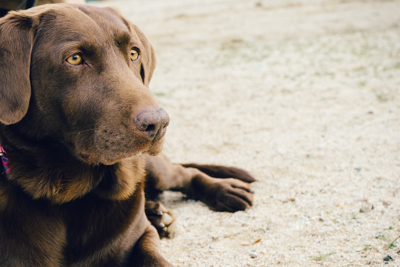 Labrador är en vanlig jakthund
