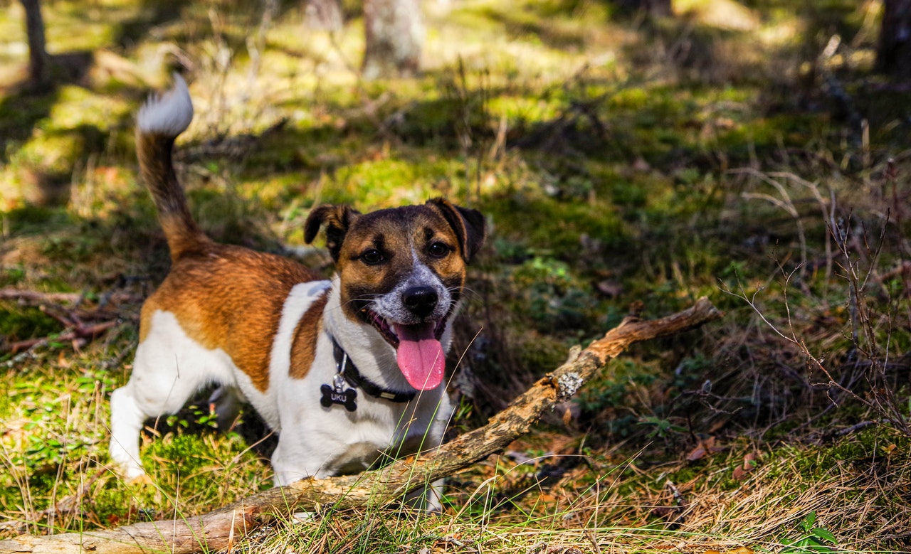 Grythund i skogen