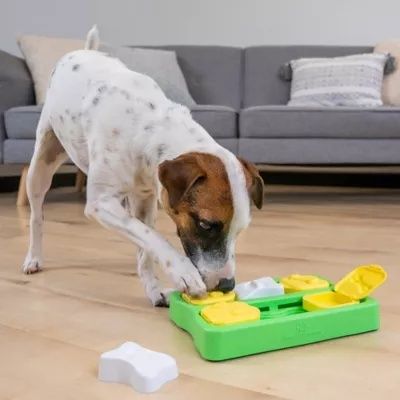 Hund undersöker en färgglad aktiveringsleksak i vardagsrummet
