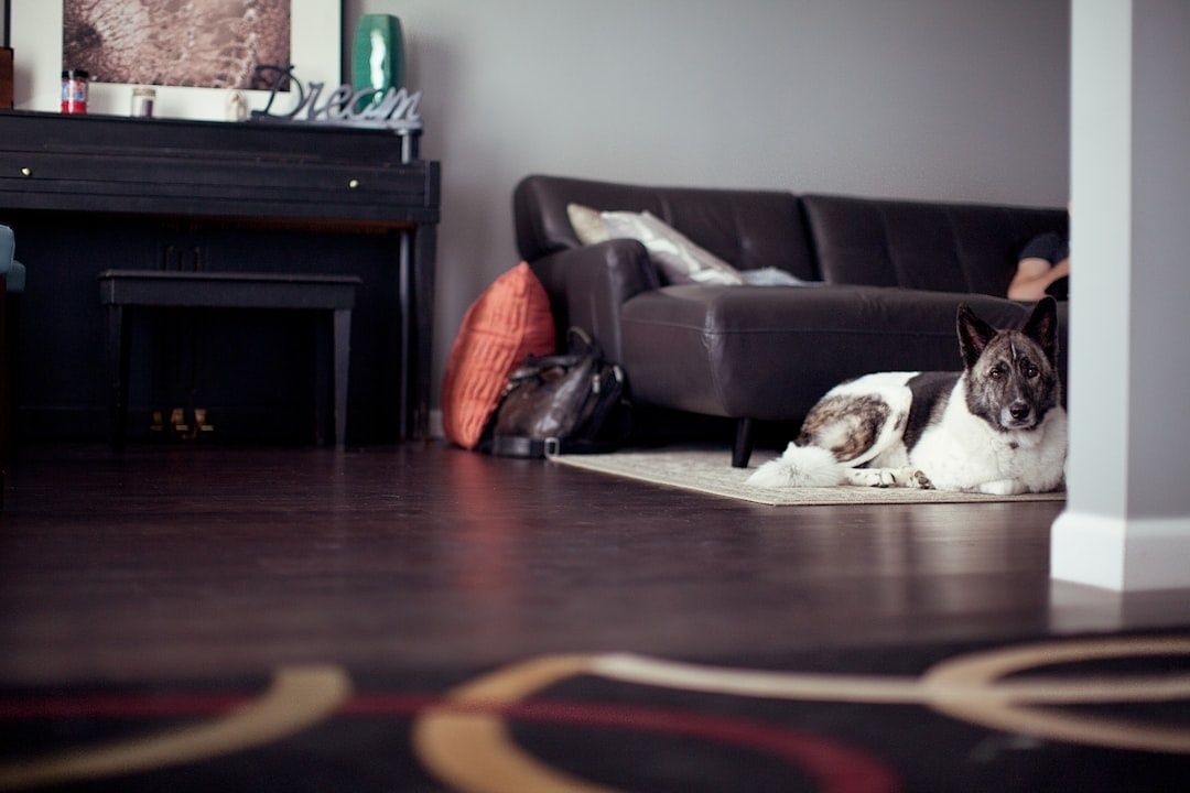 Hund ligger lugnt på en matta i vardagsrummet bredvid soffan