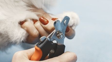 Närbild av kloklippning på en vit hund med klotång
