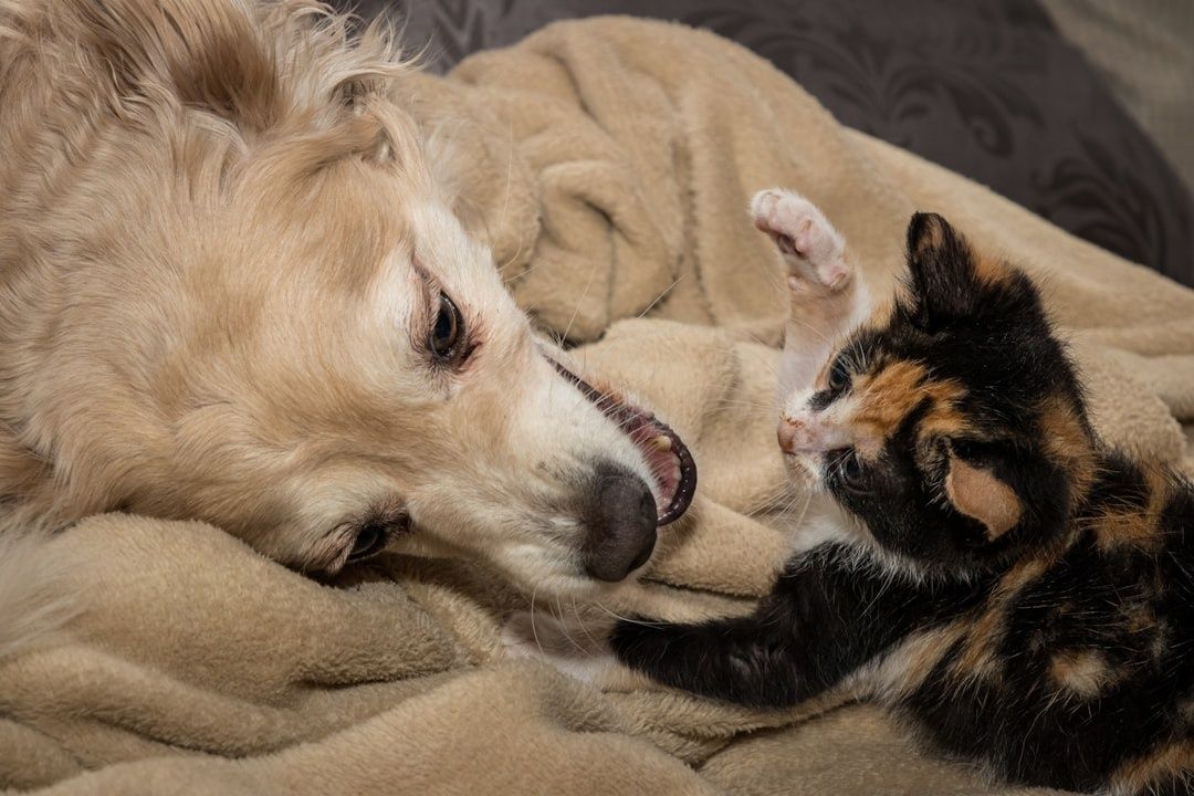 Hund och katt ligger nära varandra på en filt och nosar försiktigt